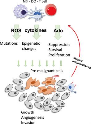 Frontiers | Adenosine, bridging chronic inflammation and tumor growth